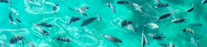 Pacotes de Viagem para Ilha Grande: Qual Escolher? (2026)