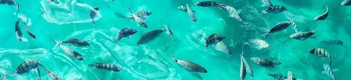Ilha Grande Travel Packages: Which One to Choose? (2026)