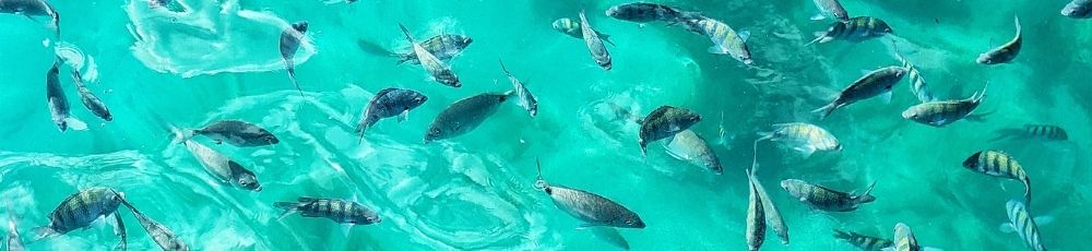 Acaiá Cave: What It Is and How to Visit in Ilha Grande